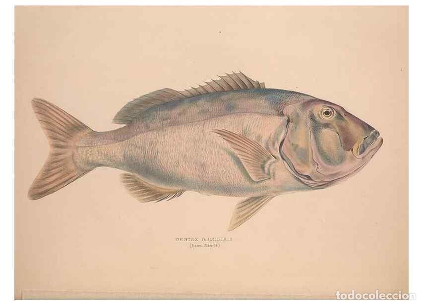 Colecionismo de Revistas e Jornais: Reproducci&oacute;n/Reproduction 49807322482: Illustrations of the zoology of South Africa. London :Smith,