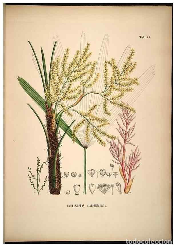 Collectionnisme de Revues et Journaux: Reproducci&oacute;n/Reproduction 49785067471: Historia naturalis palmarum. Lipsiae: T.O. Weigel, [1823-50].
