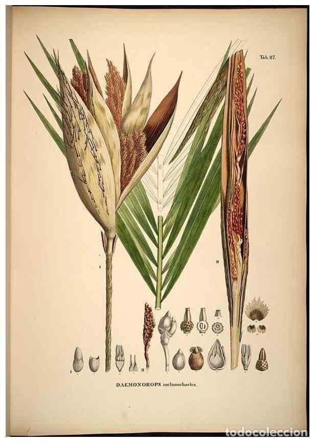 Collectionnisme de Revues et Journaux: Reproducci&oacute;n/Reproduction 49785384522: Historia naturalis palmarum. Lipsiae: T.O. Weigel, [1823-50].