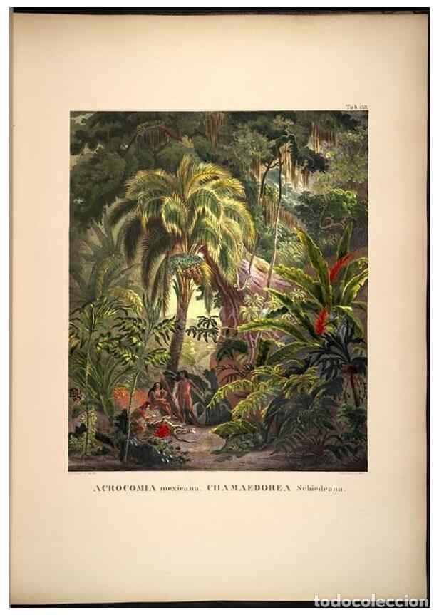 Collectionnisme de Revues et Journaux: Reproducci&oacute;n/Reproduction 49785066441: Historia naturalis palmarum. Lipsiae: T.O. Weigel, [1823-50].
