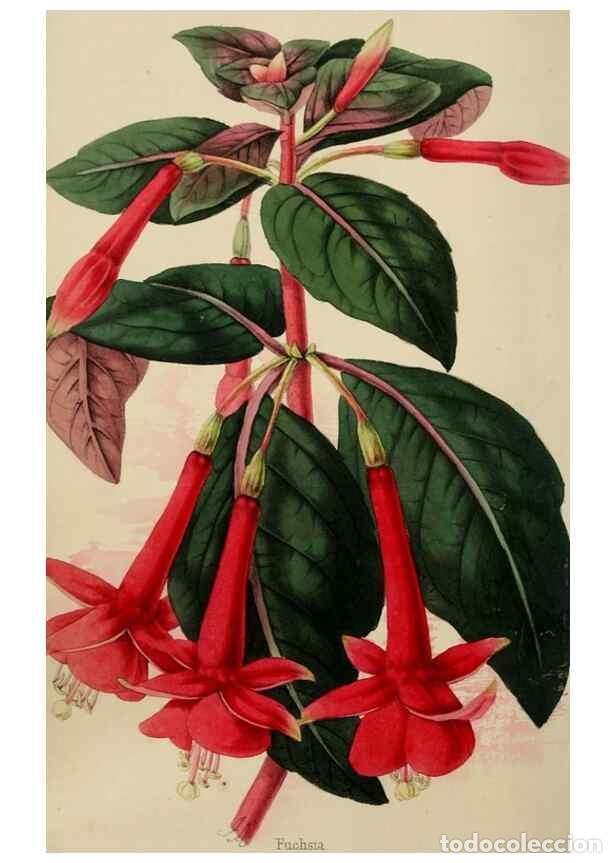 Collectionnisme de Revues et Journaux: Reproducci&oacute;n/Reproduction 49784816016: The florist, fruitist, and garden miscellany.. London :Chapma