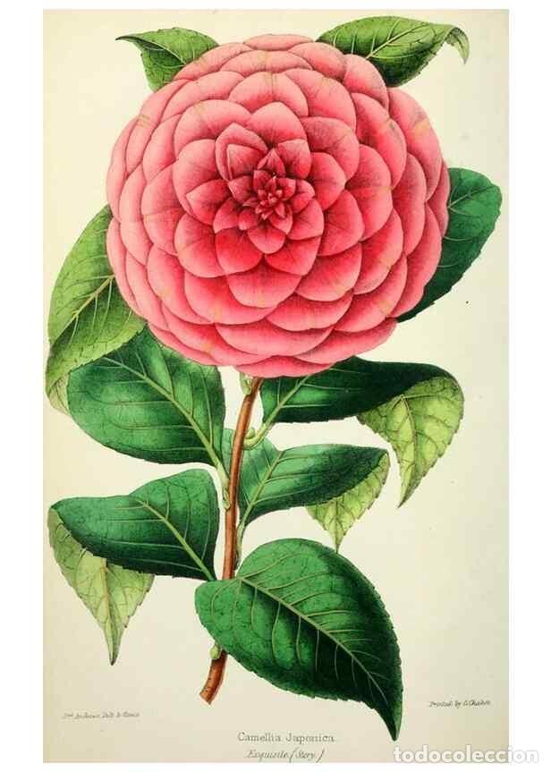 Collectionnisme de Revues et Journaux: Reproducci&oacute;n/Reproduction 49784988267: The florist, fruitist, and garden miscellany.. London :Chapma