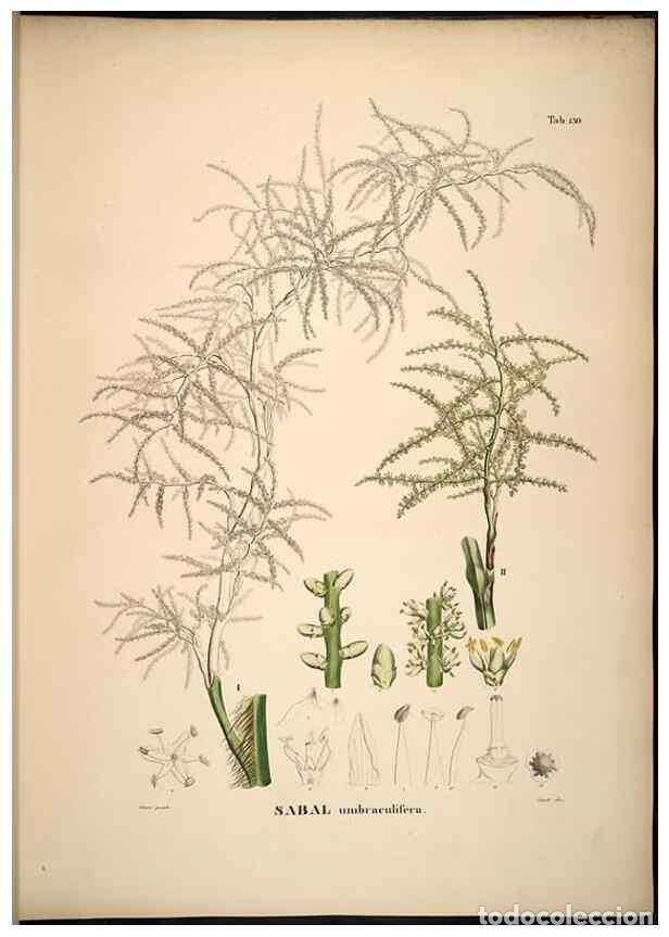 Collectionnisme de Revues et Journaux: Reproducci&oacute;n/Reproduction 49784527943: Historia naturalis palmarum. Lipsiae: T.O. Weigel, [1823-50].