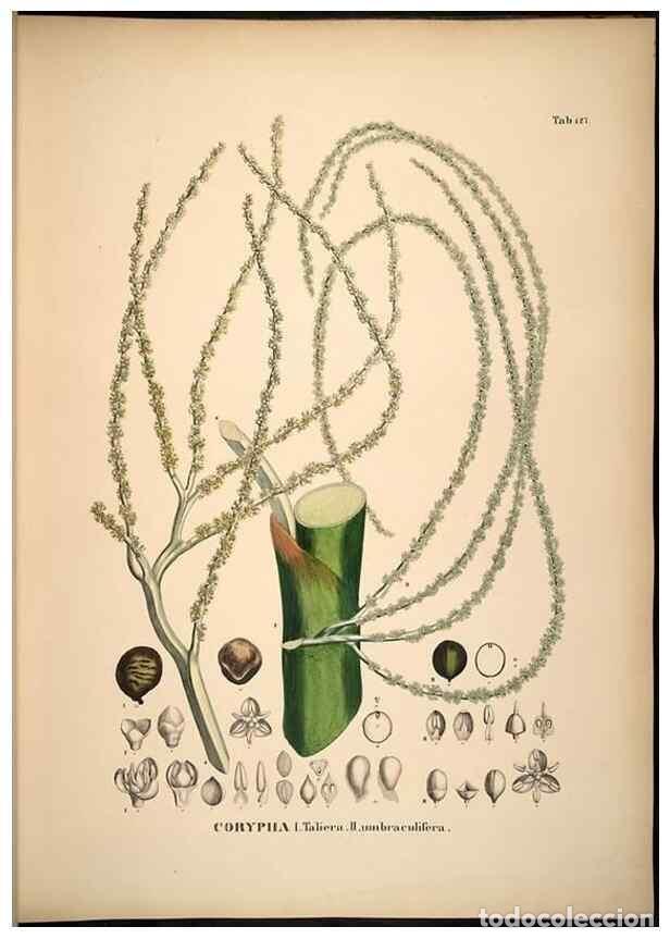 Collectionnisme de Revues et Journaux: Reproducci&oacute;n/Reproduction 49785386242: Historia naturalis palmarum. Lipsiae: T.O. Weigel, [1823-50].
