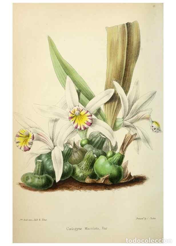 Collectionnisme de Revues et Journaux: Reproducci&oacute;n/Reproduction 49784127313: The florist, fruitist, and garden miscellany.. London :Chapma