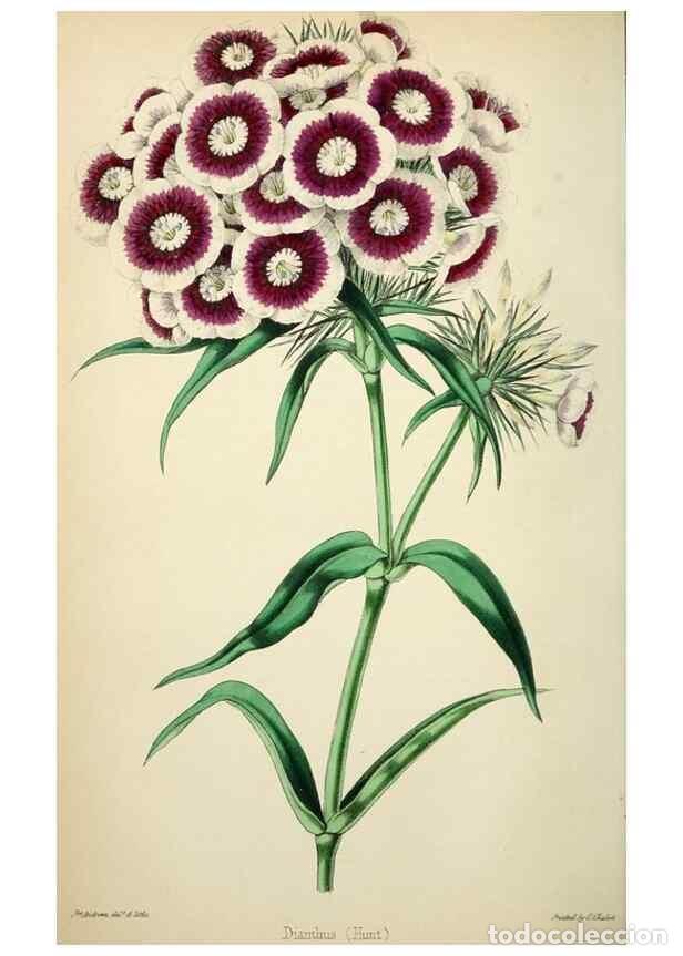 Collectionnisme de Revues et Journaux: Reproducci&oacute;n/Reproduction 49784128783: The florist, fruitist, and garden miscellany.. London :Chapma