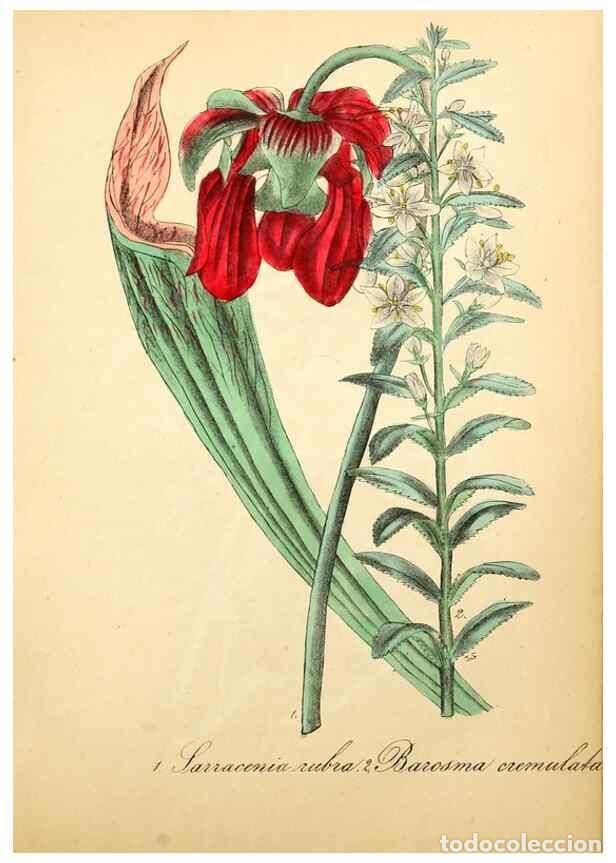 Collectionnisme de Revues et Journaux: Reproducci&oacute;n/Reproduction 49780757748: The American flora :. New York :Hull & Spencer,1855.. - Stron