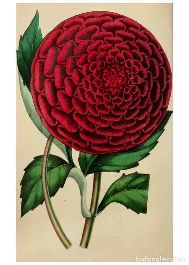 Collectionnisme de Revues et Journaux: Reproducci&oacute;n/Reproduction 49784154013: The florist, fruitist, and garden miscellany.. London :Chapma