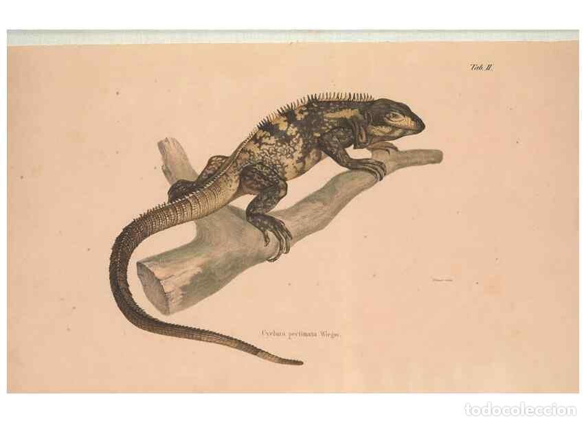 Collectionnisme de Revues et Journaux: Reproducci&oacute;n/Reproduction 49781996397: Herpetologia Mexicana, seu Descriptio amphibiorum Novae Hispa