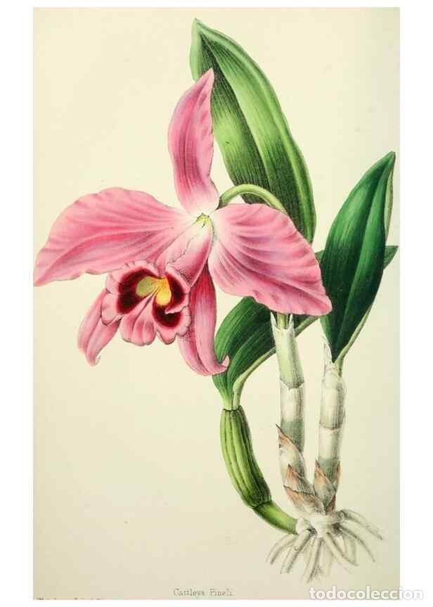 Collectionnisme de Revues et Journaux: Reproducci&oacute;n/Reproduction 49784662576: The florist, fruitist, and garden miscellany.. London :Chapma