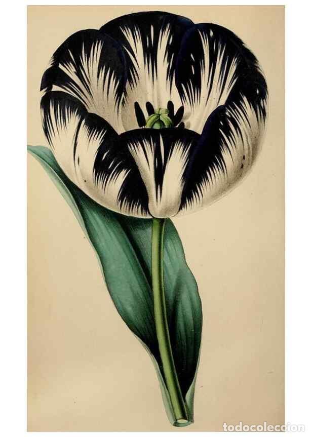 Collectionnisme de Revues et Journaux: Reproducci&oacute;n/Reproduction 49784691916: The florist, fruitist, and garden miscellany.. London :Chapma