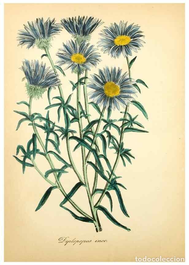 Collectionnisme de Revues et Journaux: Reproducci&oacute;n/Reproduction 49781297191: The American flora :. New York :Hull & Spencer,1855.. - Stron