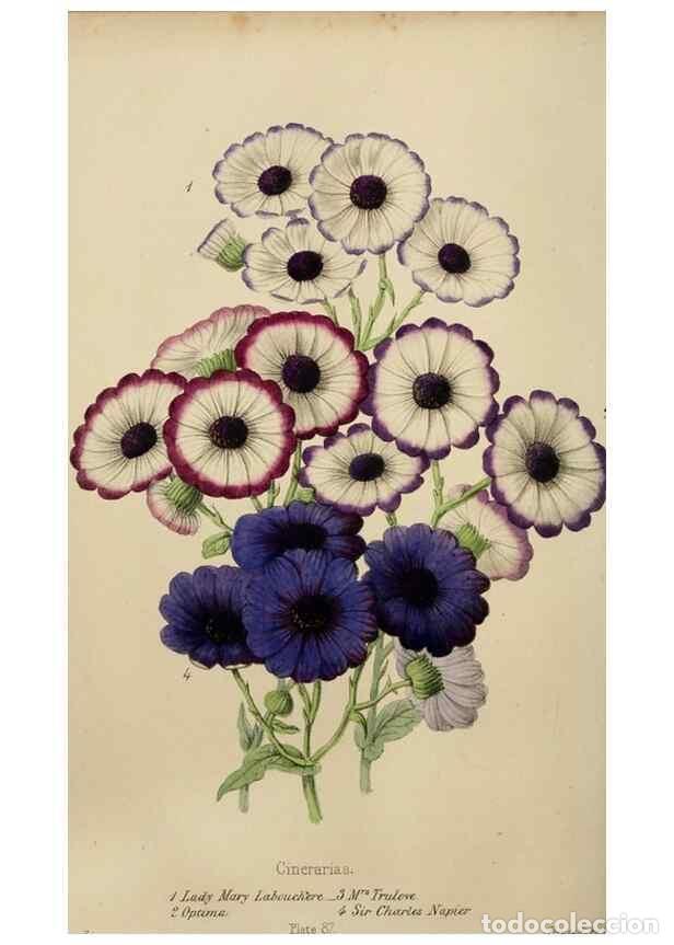 Collectionnisme de Revues et Journaux: Reproducci&oacute;n/Reproduction 49785089797: The florist, fruitist, and garden miscellany.. London :Chapma