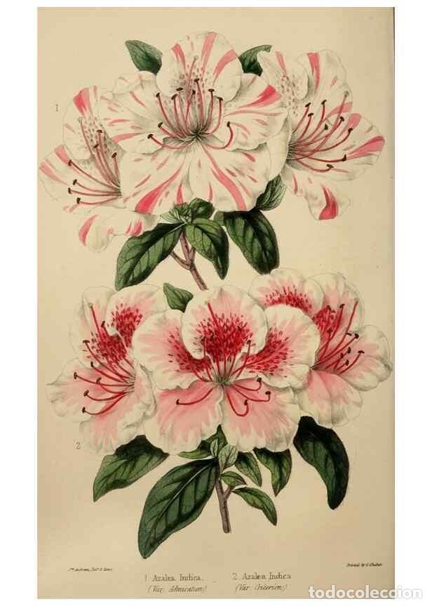 Collectionnisme de Revues et Journaux: Reproducci&oacute;n/Reproduction 49784691306: The florist, fruitist, and garden miscellany.. London :Chapma