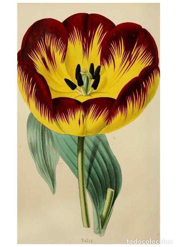 Collectionnisme de Revues et Journaux: Reproducci&oacute;n/Reproduction 49785091112: The florist, fruitist, and garden miscellany.. London :Chapma