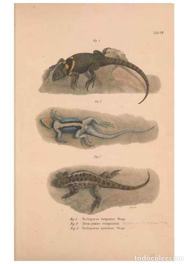 Collectionnisme de Revues et Journaux: Reproducci&oacute;n/Reproduction 49781670121: Herpetologia Mexicana, seu Descriptio amphibiorum Novae Hispa