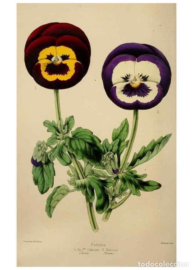 Collectionnisme de Revues et Journaux: Reproducci&oacute;n/Reproduction 49785016177: The florist, fruitist, and garden miscellany.. London :Chapma