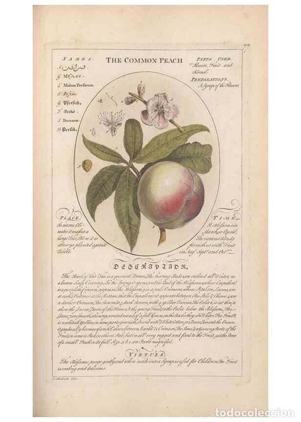 Coleccionismo de Revistas y Peri&oacute;dicos: Reproducci&oacute;n/Reproduction 49788079306: Botanicum medicinale :. London :Printed for J. Millan, opposi