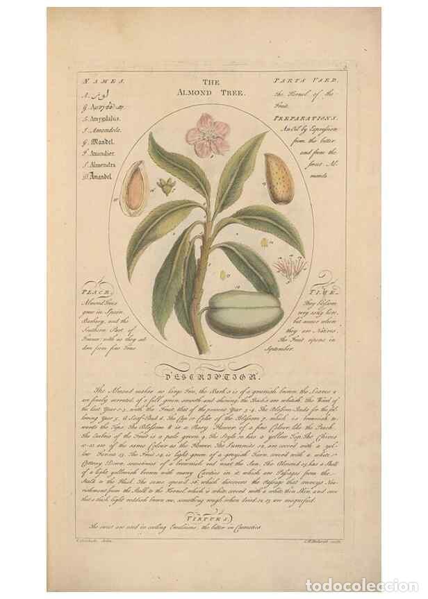 Coleccionismo de Revistas y Peri&oacute;dicos: Reproducci&oacute;n/Reproduction 49788384542: Botanicum medicinale :. London :Printed for J. Millan, opposi