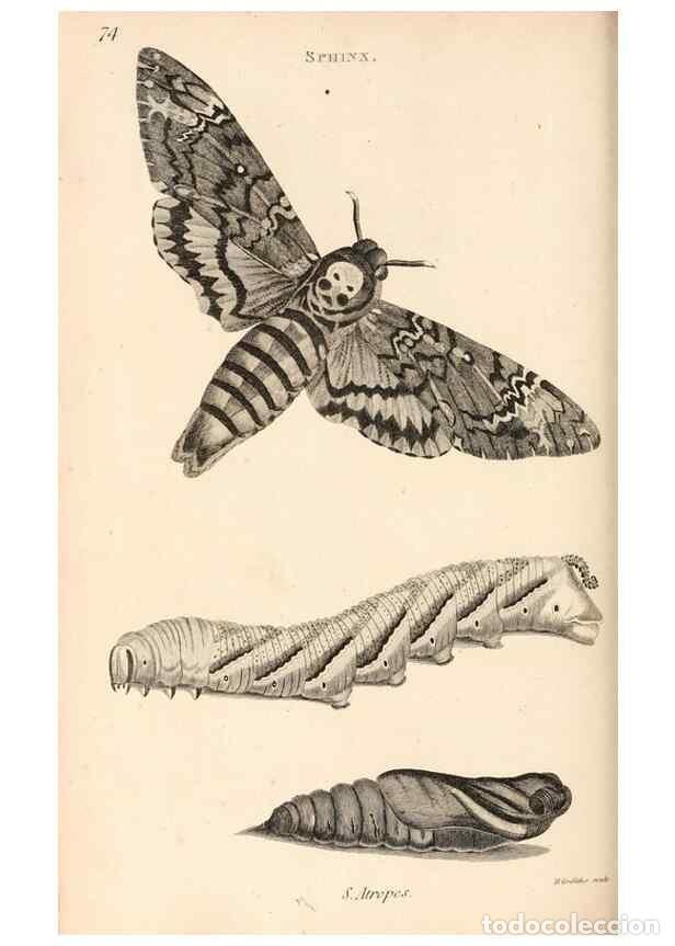 Collectionnisme de Revues et Journaux: Reproducci&oacute;n/Reproduction 49827536127: General zoology, or Systematic natural history. London,Printe