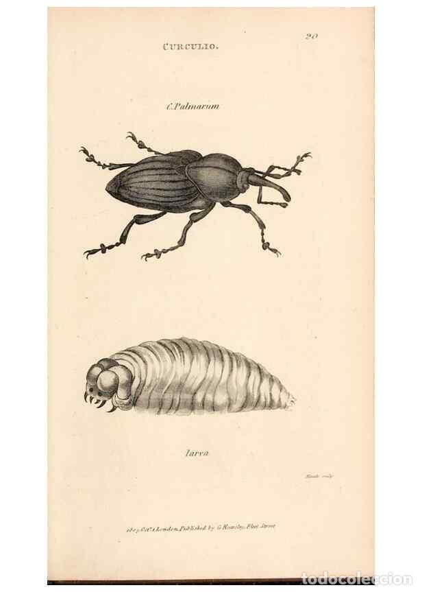 Collectionnisme de Revues et Journaux: Reproducci&oacute;n/Reproduction 49826672093: General zoology, or Systematic natural history. London,Printe