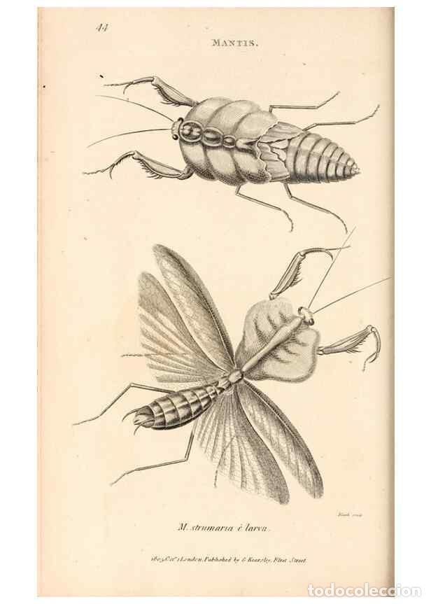 Collectionnisme de Revues et Journaux: Reproducci&oacute;n/Reproduction 49826679978: General zoology, or Systematic natural history. London,Printe