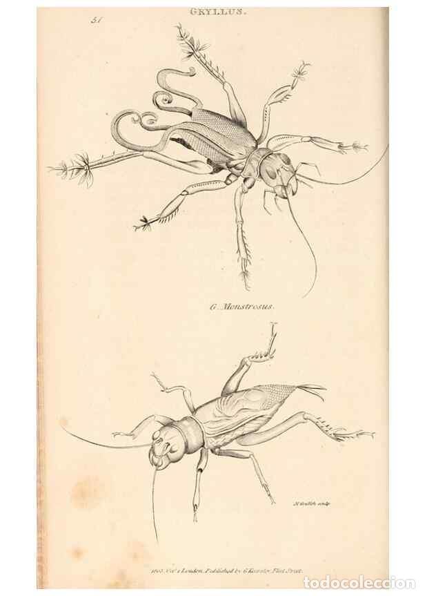 Collectionnisme de Revues et Journaux: Reproducci&oacute;n/Reproduction 49826682138: General zoology, or Systematic natural history. London,Printe