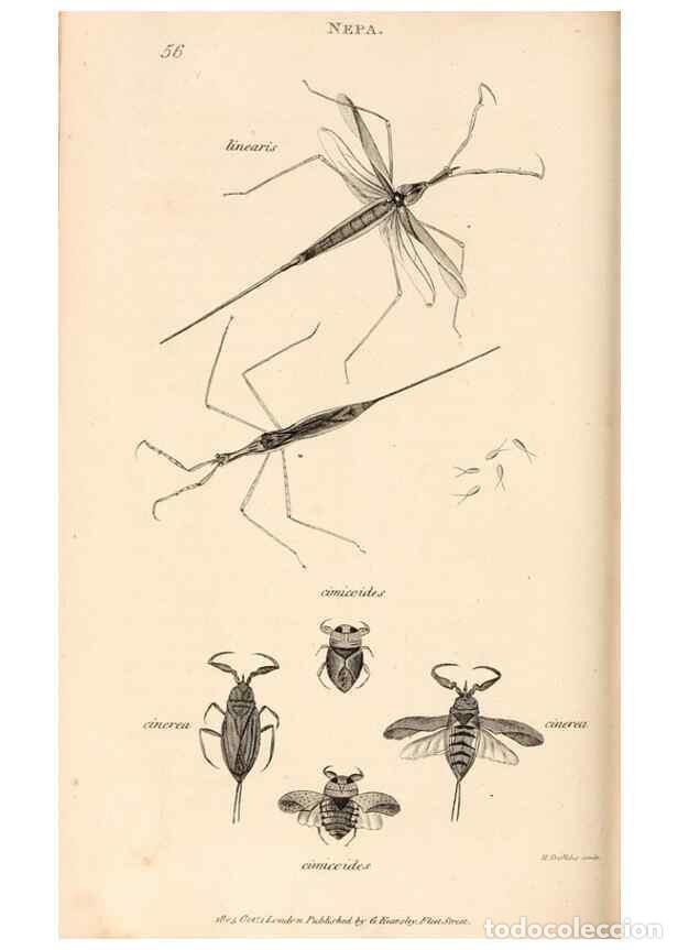 Collectionnisme de Revues et Journaux: Reproducci&oacute;n/Reproduction 49827529737: General zoology, or Systematic natural history. London,Printe