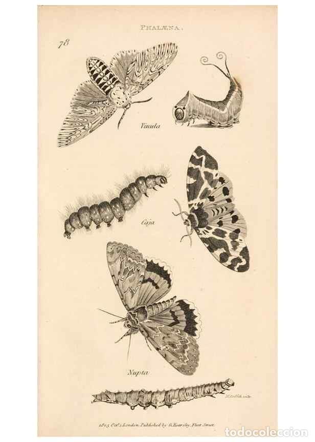 Collectionnisme de Revues et Journaux: Reproducci&oacute;n/Reproduction 49826691873: General zoology, or Systematic natural history. London,Printe