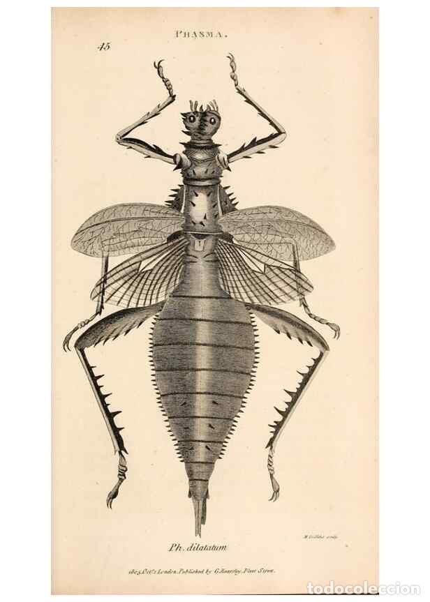 Collectionnisme de Revues et Journaux: Reproducci&oacute;n/Reproduction 49827211631: General zoology, or Systematic natural history. London,Printe