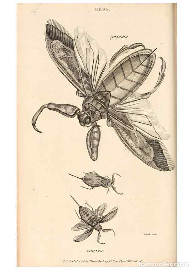 Collectionnisme de Revues et Journaux: Reproducci&oacute;n/Reproduction 49827214901: General zoology, or Systematic natural history. London,Printe