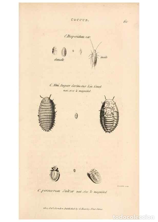 Collectionnisme de Revues et Journaux: Reproducci&oacute;n/Reproduction 49827216281: General zoology, or Systematic natural history. London,Printe