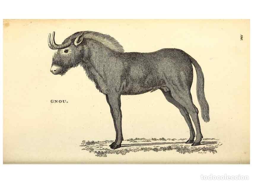 Collectionnisme de Revues et Journaux: Reproducci&oacute;n/Reproduction 49826853832: General zoology, or Systematic natural history. London,Printe