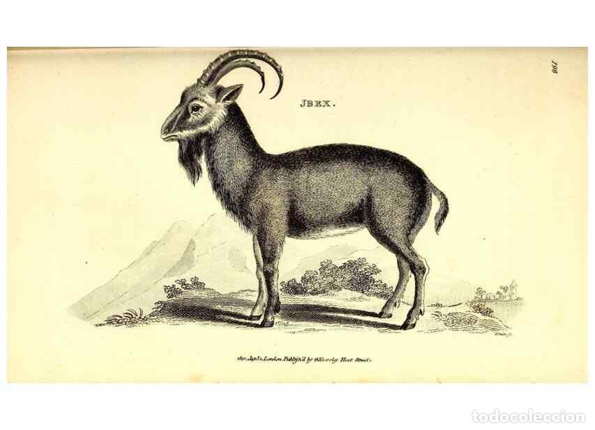 Collectionnisme de Revues et Journaux: Reproducci&oacute;n/Reproduction 49826538151: General zoology, or Systematic natural history. London,Printe