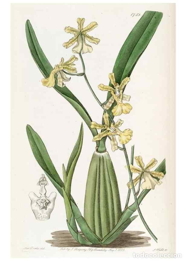 Collectionnisme de Revues et Journaux: Reproducci&oacute;n/Reproduction 49822486496: Edwards's botanical register.. London :James Ridgway,1829-184