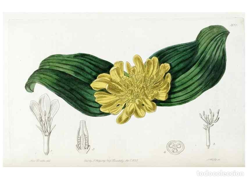 Collectionnisme de Revues et Journaux: Reproducci&oacute;n/Reproduction 49822826937: Edwards's botanical register.. London :James Ridgway,1829-184
