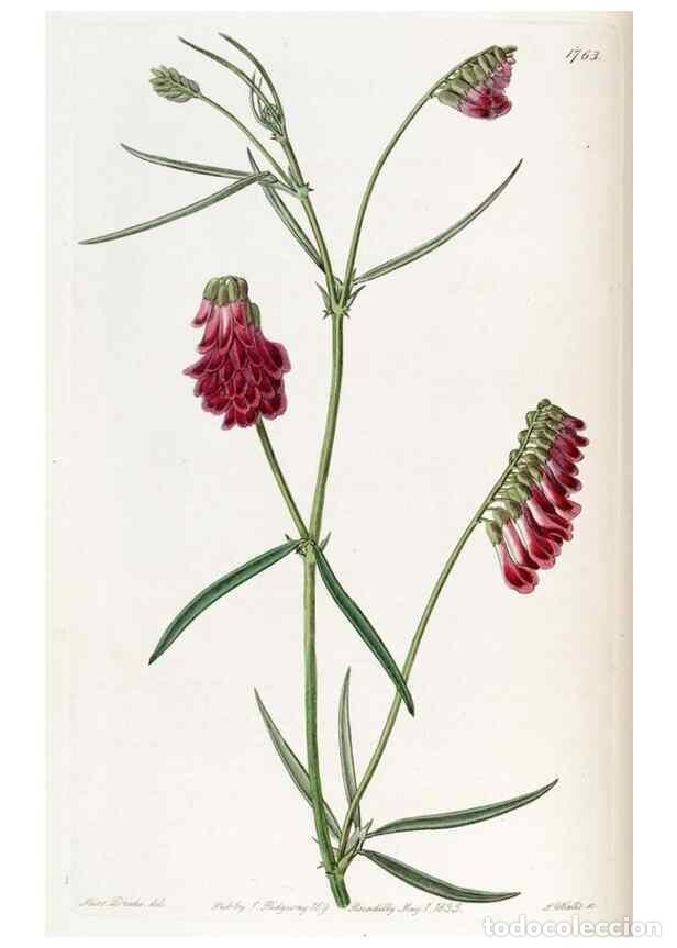 Collectionnisme de Revues et Journaux: Reproducci&oacute;n/Reproduction 49822488551: Edwards's botanical register.. London :James Ridgway,1829-184
