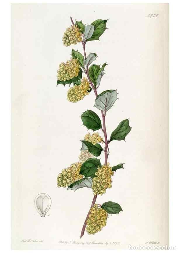 Collectionnisme de Revues et Journaux: Reproducci&oacute;n/Reproduction 49822796062: Edwards's botanical register.. London :James Ridgway,1829-184