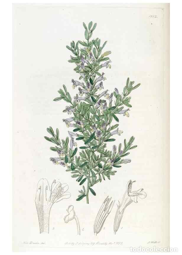 Collectionnisme de Revues et Journaux: Reproducci&oacute;n/Reproduction 49821975618: Edwards's botanical register.. London :James Ridgway,1829-184