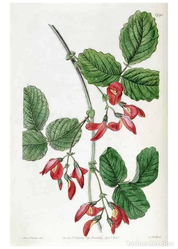 Collectionnisme de Revues et Journaux: Reproducci&oacute;n/Reproduction 49822816817: Edwards's botanical register.. London :James Ridgway,1829-184