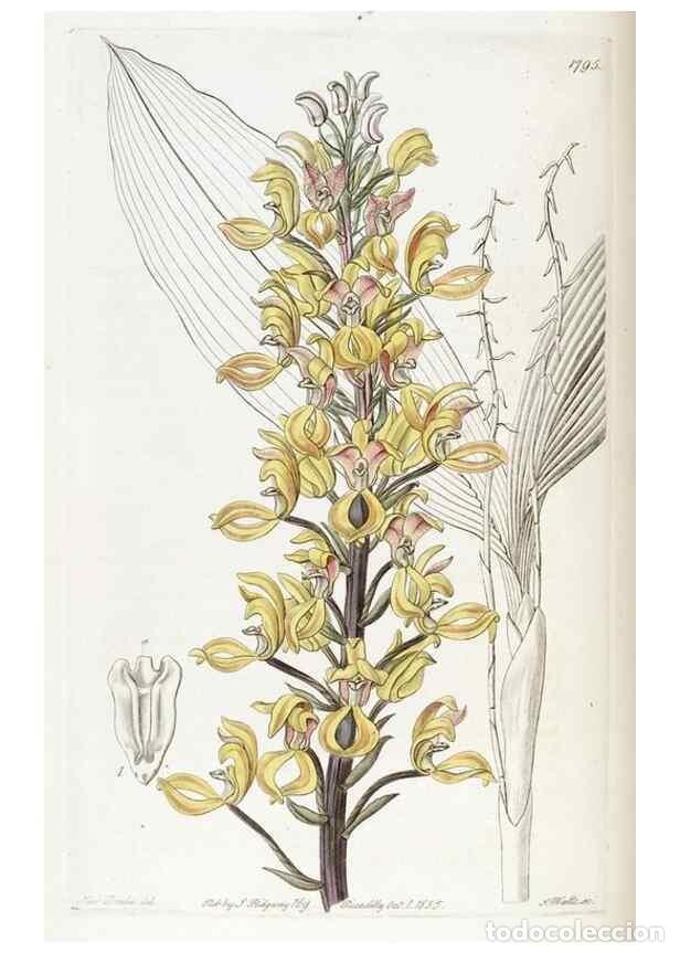 Collectionnisme de Revues et Journaux: Reproducci&oacute;n/Reproduction 49821968183: Edwards's botanical register.. London :James Ridgway,1829-184