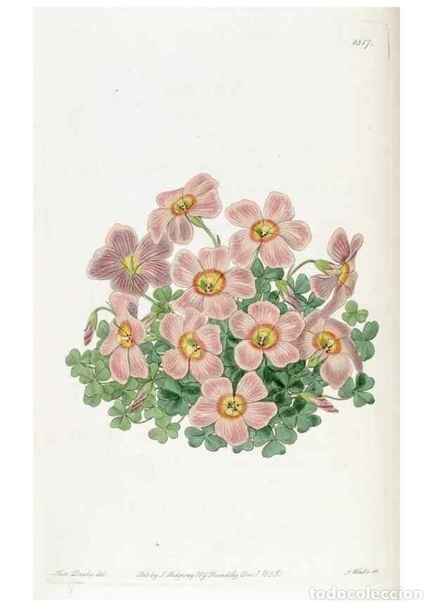 Collectionnisme de Revues et Journaux: Reproducci&oacute;n/Reproduction 49821977233: Edwards's botanical register.. London :James Ridgway,1829-184