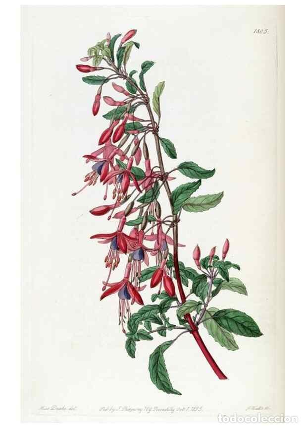 Collectionnisme de Revues et Journaux: Reproducci&oacute;n/Reproduction 49822823312: Edwards's botanical register.. London :James Ridgway,1829-184