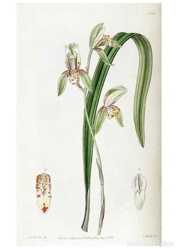 Collectionnisme de Revues et Journaux: Reproducci&oacute;n/Reproduction 49822107331: Edwards's botanical register.. London :James Ridgway,1829-184
