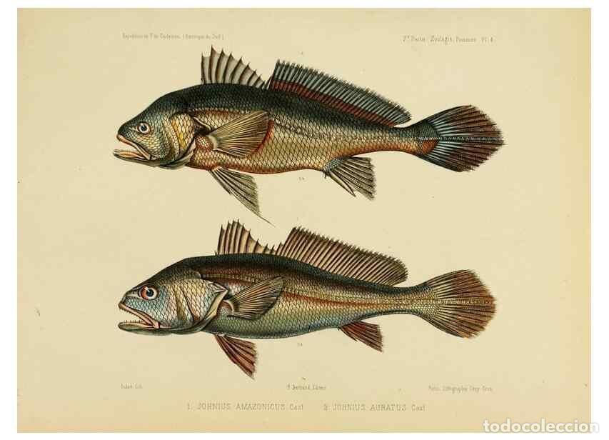Sammeln von Zeitschriften und Zeitungen: Reproducci&oacute;n/Reproduction 49814285311: Exp&eacute;dition dans les parties centrales de l'Am&eacute;rique du Sud. P