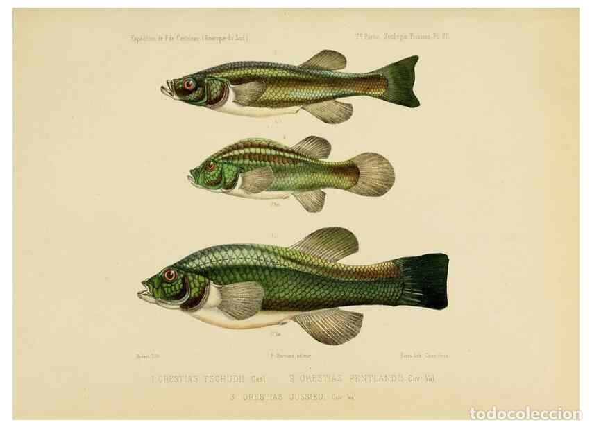 Sammeln von Zeitschriften und Zeitungen: Reproducci&oacute;n/Reproduction 49813754913: Exp&eacute;dition dans les parties centrales de l'Am&eacute;rique du Sud. P