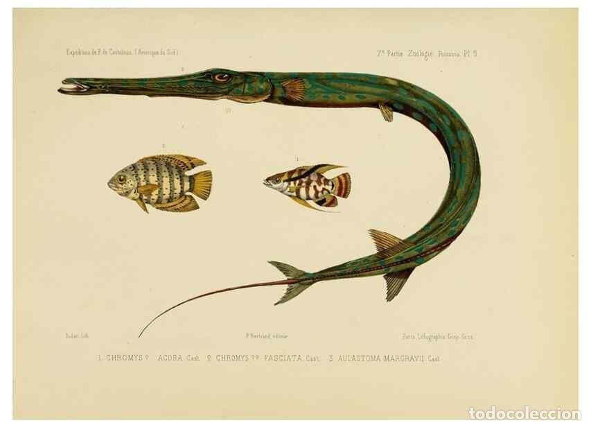Sammeln von Zeitschriften und Zeitungen: Reproducci&oacute;n/Reproduction 49814286776: Exp&eacute;dition dans les parties centrales de l'Am&eacute;rique du Sud. P