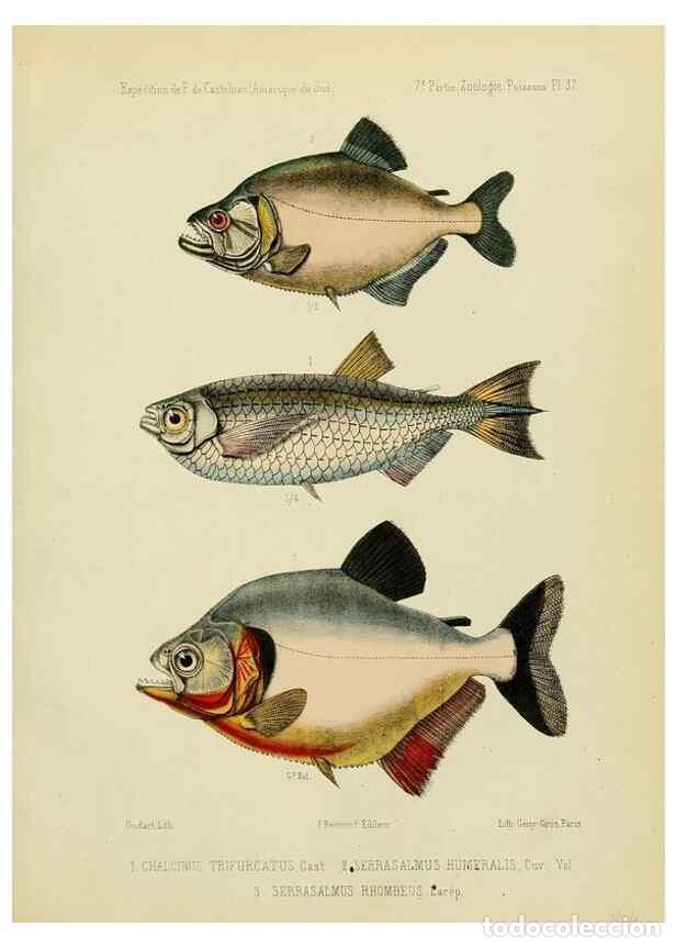 Sammeln von Zeitschriften und Zeitungen: Reproducci&oacute;n/Reproduction 49813758283: Exp&eacute;dition dans les parties centrales de l'Am&eacute;rique du Sud. P