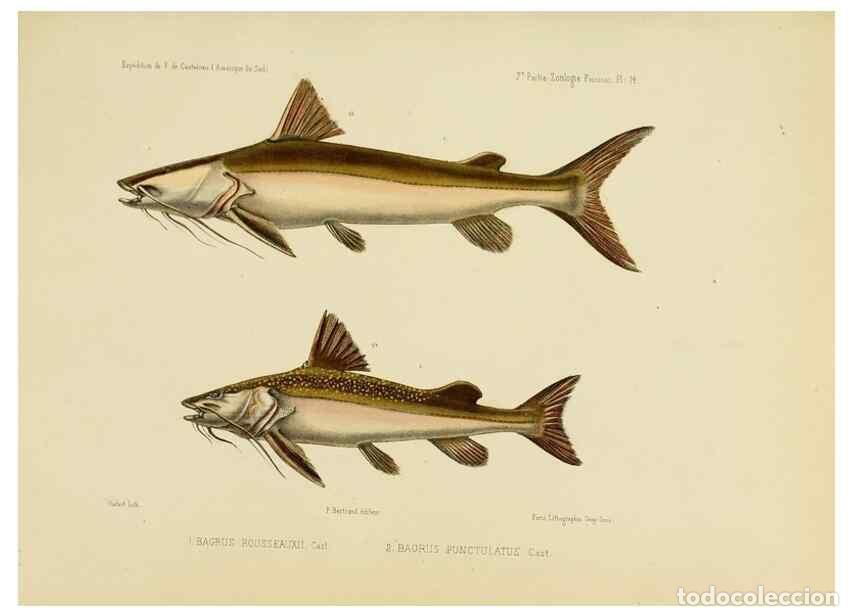 Sammeln von Zeitschriften und Zeitungen: Reproducci&oacute;n/Reproduction 49814597327: Exp&eacute;dition dans les parties centrales de l'Am&eacute;rique du Sud. P