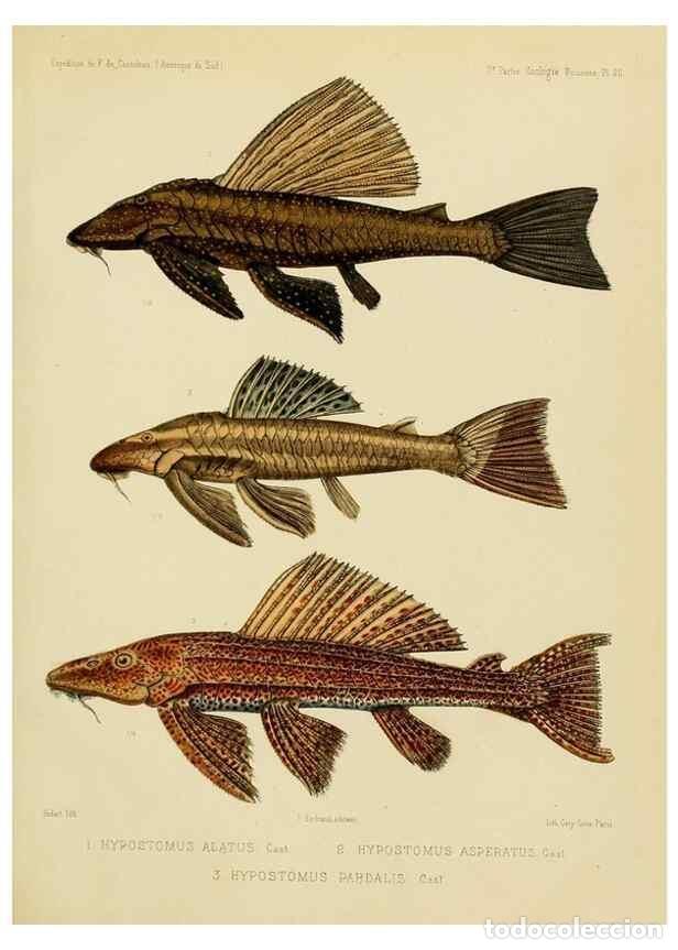 Sammeln von Zeitschriften und Zeitungen: Reproducci&oacute;n/Reproduction 49814599087: Exp&eacute;dition dans les parties centrales de l'Am&eacute;rique du Sud. P